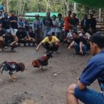 Kelang Judi Sabung Ayam Tetap Exist di Dusun Rumbih Keranji Meski Sudah Diberantas TNI-Polri, Warga Desak Aparat Bertindak Tegas
